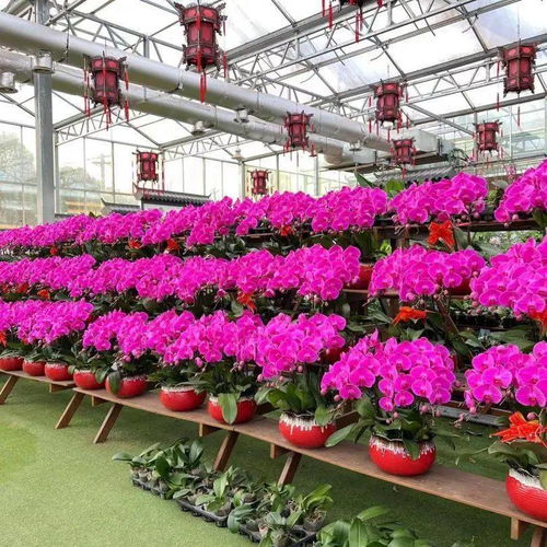 花滿金陵，美好生活——2022南京精品年宵花展與辦公用品完美融合