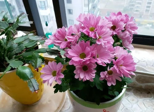 未來2個月新買的花要靜養，牢記3點，個個都能養成精品