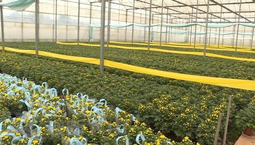 辛巴助力硯山花卉產業，機械設備賦能美麗經濟綻放