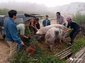 昆鋼金福公司農(nóng)產(chǎn)品收購圓了掛鉤扶貧村貧困戶女兒求學(xué)夢