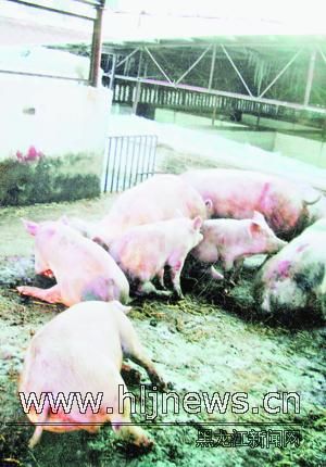 注水豬 驚現肉聯廠 系列報道之二