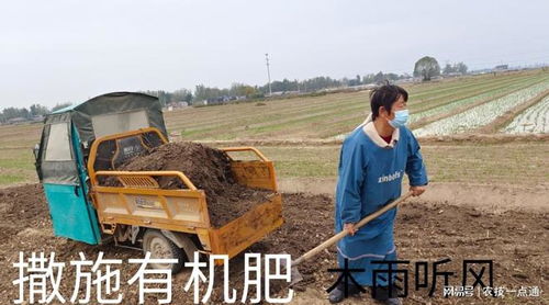 畜禽糞便當肥效果好,使用不當起反作用,畜禽糞便的危害原因