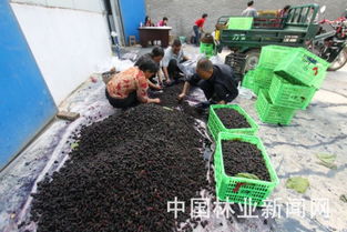 桑果不愁賣,秘訣何在
