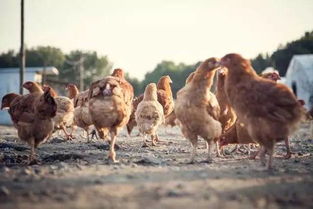 原創 h7n9流感疫情使家禽業遭受重創,科學防控 重振信心是關鍵