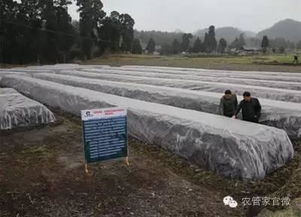 有機肥料效果這么好 你有試過自己做嗎
