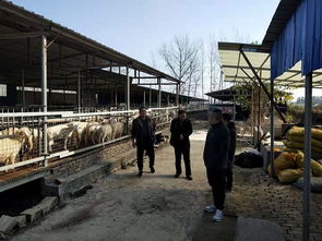 安徽省亳州譙城區畜牧水產服務中心指導畜禽養殖場標準化建設工作
