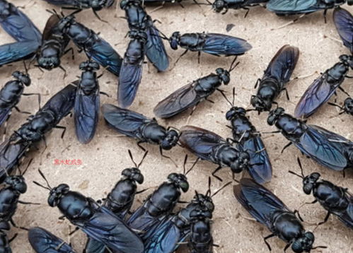 養殖黑水虻處理畜禽糞便,你是否了解