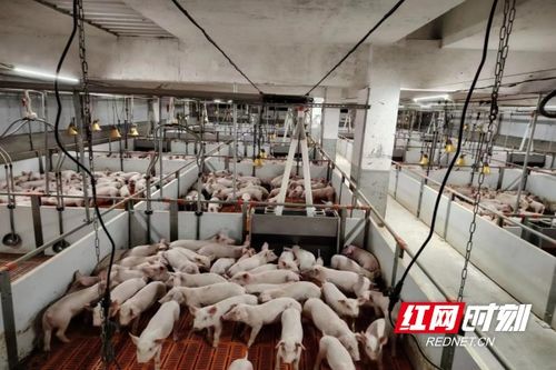望城區橋驛鎮 嚴把檢疫 關口 確保 舌尖 安全