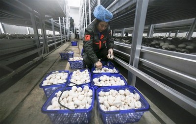 江西:新余總投資8億元雙孢菇項目實現工廠化標準化生產
