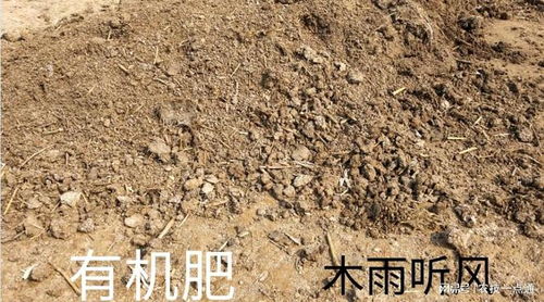 畜禽糞便當肥效果好,使用不當起反作用,畜禽糞便的危害原因