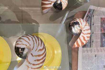 男子收購玳瑁鸚鵡螺制品觀賞被抓獲
