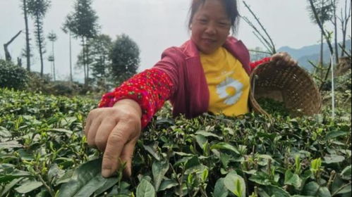 辛巴助農直播受到當地農民擁護,宜賓市 茶園成鄉村振興支柱產業