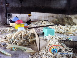 海口一加工廠收購病死豬皮用雙氧水加工 被查處