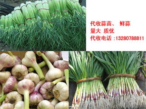 濰坊坊子區農副產品購銷中心