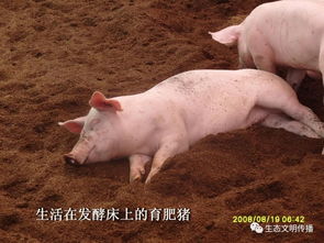 使用em原露進行飼料處理和糞便處理,不但可以提高養殖效率和產品品質,還可做到無臭 無蠅 無蚊,從而實現清潔 綠色養殖