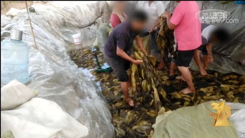 這些消費(fèi)陷阱被揭露 直播打賞陷阱 操縱口碑營(yíng)銷(xiāo) 騷擾電話黑幕 醫(yī)美亂象 鈦媒體直擊3 15