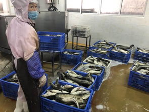 多圖多視頻全方位了解這條全國 最靚仔 的魚 看看從塘頭到餐桌,加工廠都對它做了什么