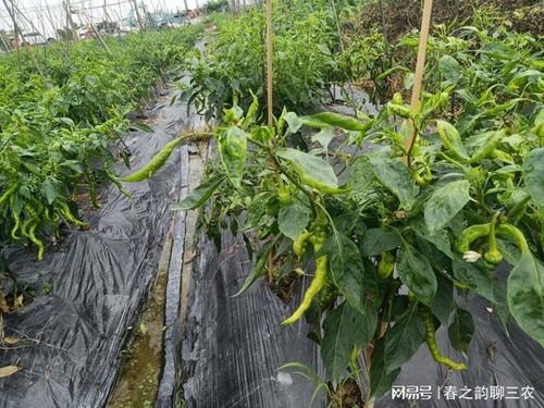 養殖場畜禽糞便臭氣及蚊蠅的解決方法 糞水發酵的工藝