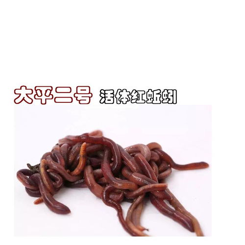 眾翔蚯蚓養(yǎng)殖技術(shù)